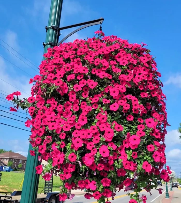 This Week's Special Sale 75% Off- UV Simulation Artificial flower